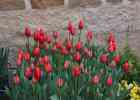 Dallas Blooms 2015